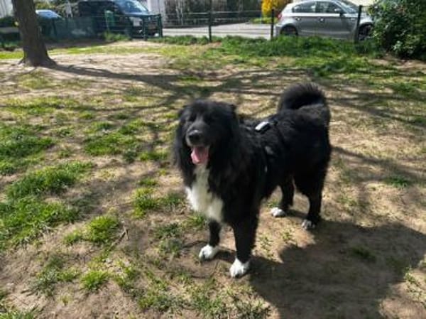 Traumhündin CINDY sucht ein Zuhause