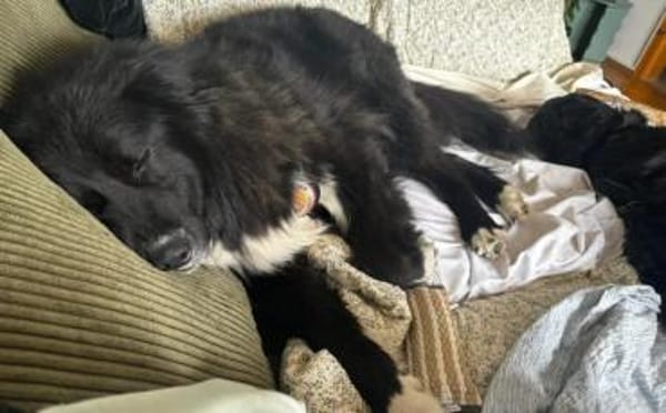 Traumhündin CINDY sucht ein Zuhause