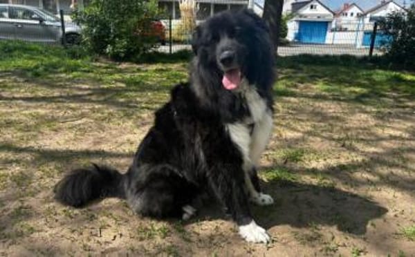 Traumhündin CINDY sucht ein Zuhause