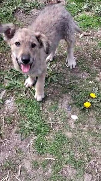 Kleine MILA sucht ihr Glück