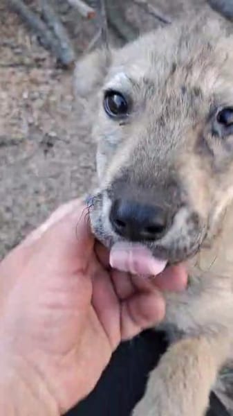 Kleine MILA sucht ihr Glück