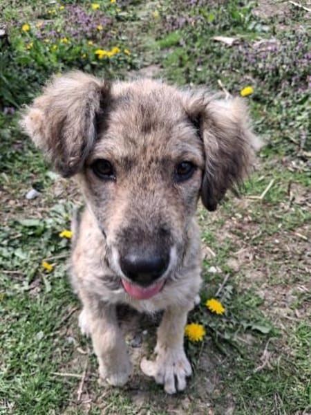 Kleine MILA sucht ihr Glück