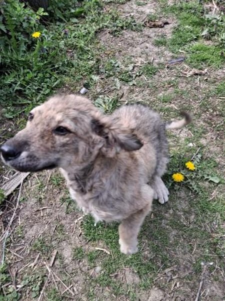 Kleine MILA sucht ihr Glück