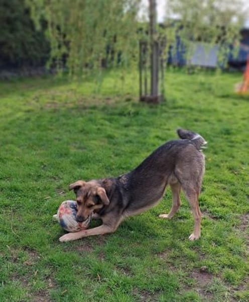 🐾 Kenzo sucht seine Menschen 🐾