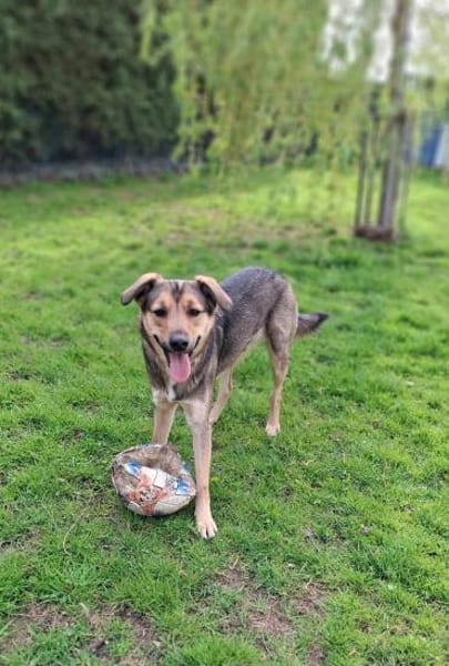 🐾 Kenzo sucht seine Menschen 🐾