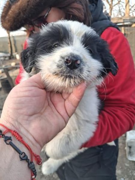 Kleiner Schmusebär BALU sucht dich!