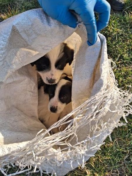 Kleiner Schmusebär BALU sucht dich!