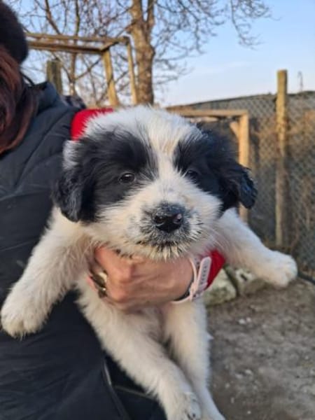 Kleiner Schmusebär BALU sucht dich!