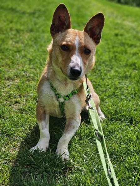 Janne ist eine aufgeschlossene Hundedame