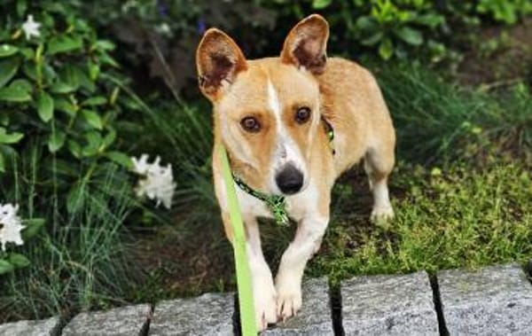 Janne ist eine aufgeschlossene Hundedame