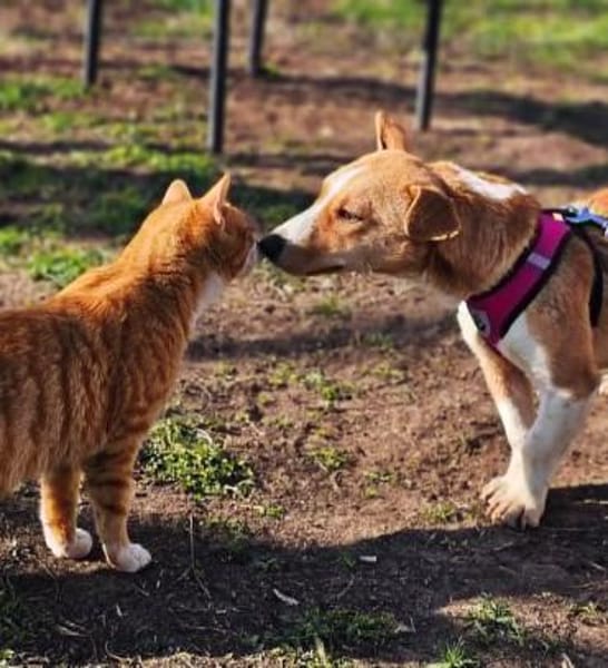 Janne ist eine aufgeschlossene Hundedame