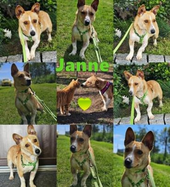 Janne ist eine aufgeschlossene Hundedame