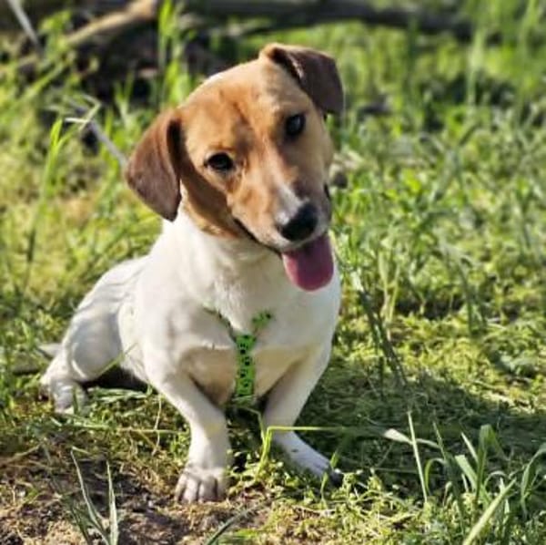 Jure ist ein lustiger kleiner Wirbelwind