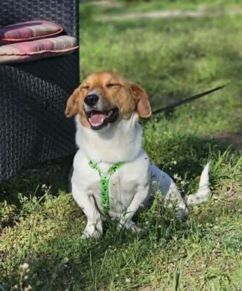 Jure ist ein lustiger kleiner Wirbelwind