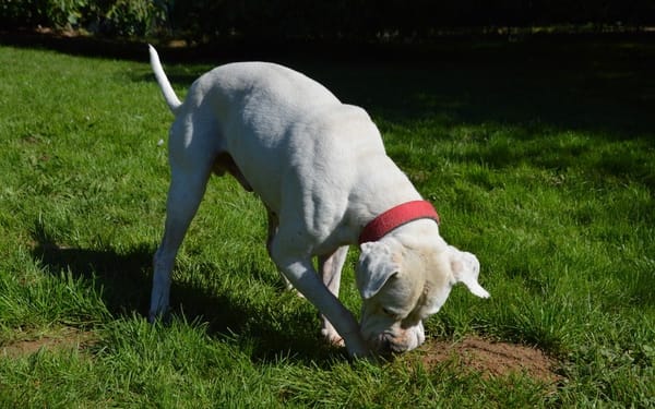 MAX dit PANCHITO CHAO