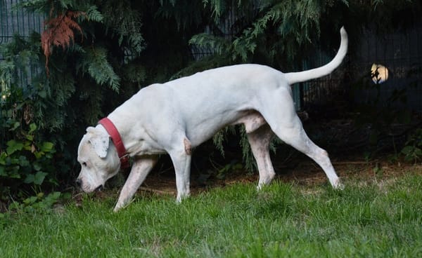 MAX dit PANCHITO CHAO