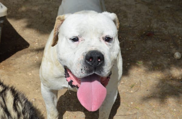 MAX dit PANCHITO CHAO