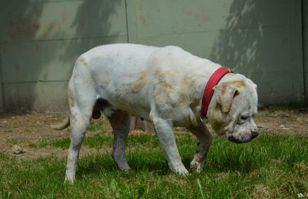 MAX dit PANCHITO CHAO