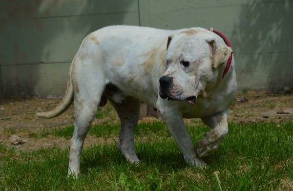 MAX dit PANCHITO CHAO