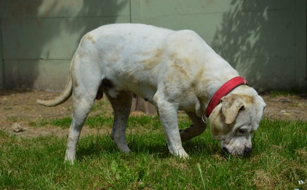 MAX dit PANCHITO CHAO