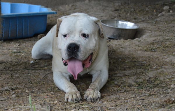 MAX dit PANCHITO CHAO