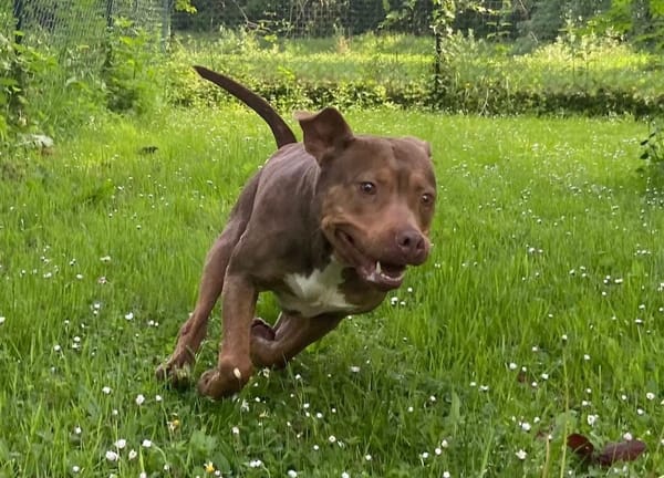 Bella