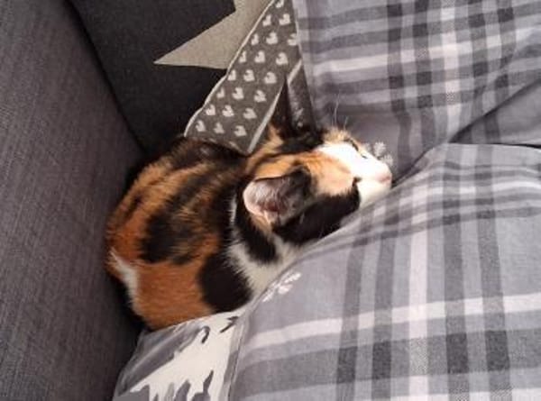 Liebe Katze Tanya