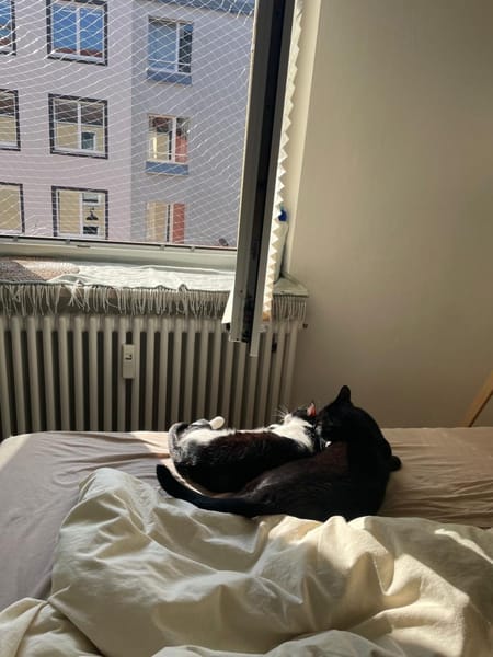 Liebe Katzenfreunde Oche & Milla
