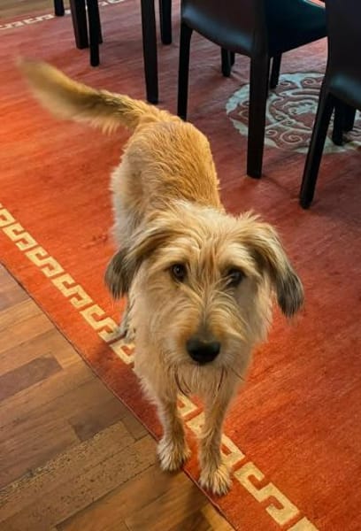 Lenny-wartet in PLZ 60599 auf Besuch