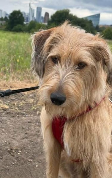 Lenny-wartet in PLZ 60599 auf Besuch