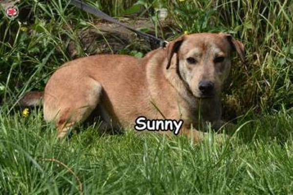 SUNNY