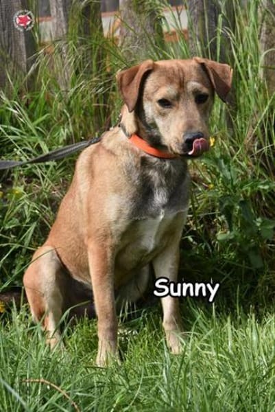 SUNNY