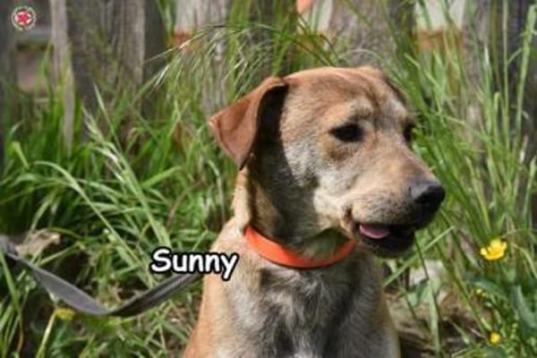 SUNNY
