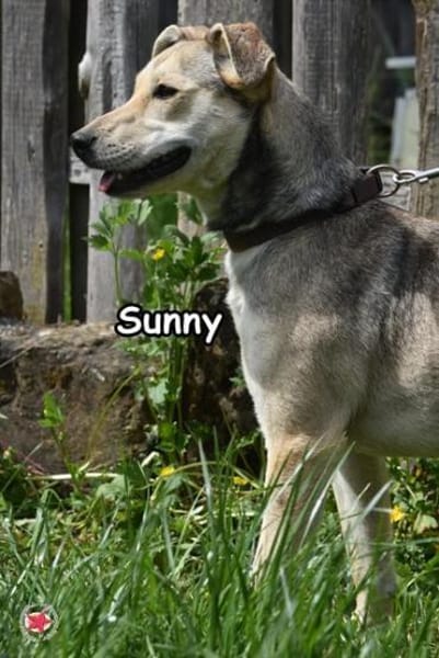 SUNNY