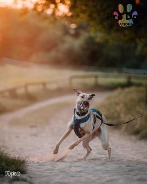 Romy, eine Traumhündin