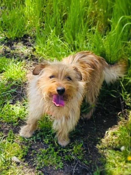 Roschko ein lieber Terrier Mix