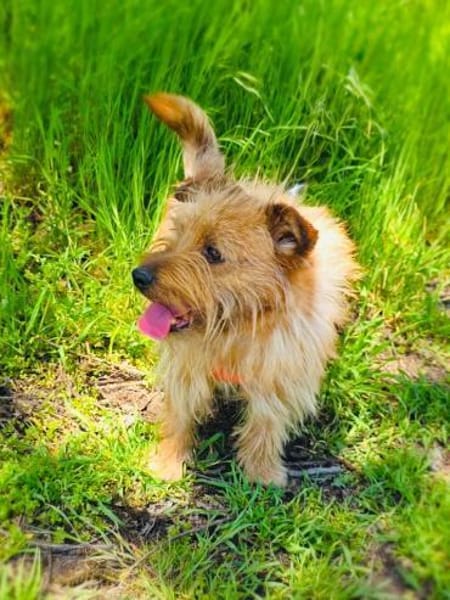 Roschko ein lieber Terrier Mix