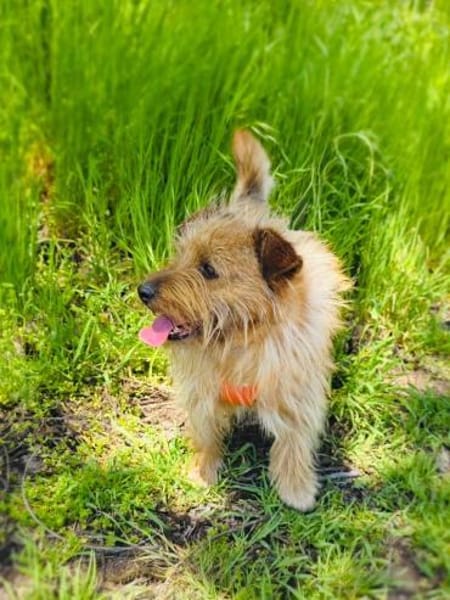 Roschko ein lieber Terrier Mix