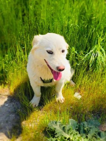 Didko ein toller Familienhund