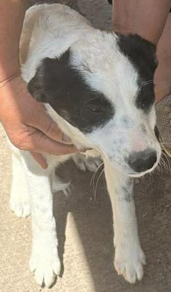Amelia, suche liebevolle Hände