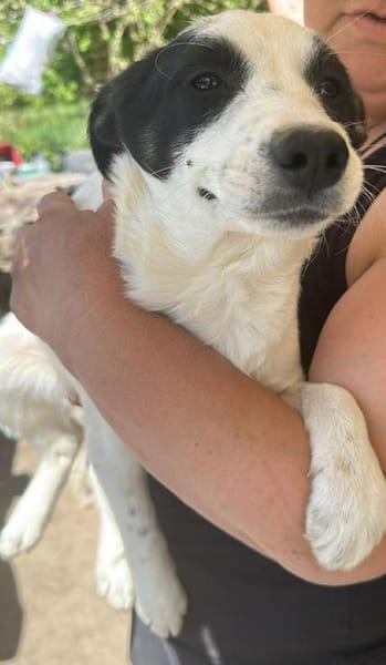 Amelia, suche liebevolle Hände