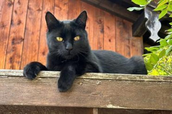 Luca...