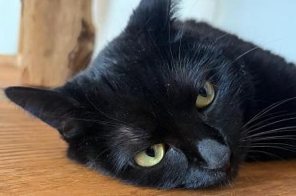 Luca...