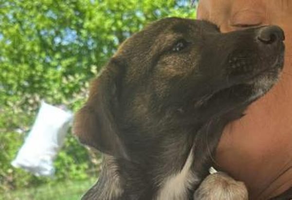 Alleen zartes Hundemädchen sucht Zuhause