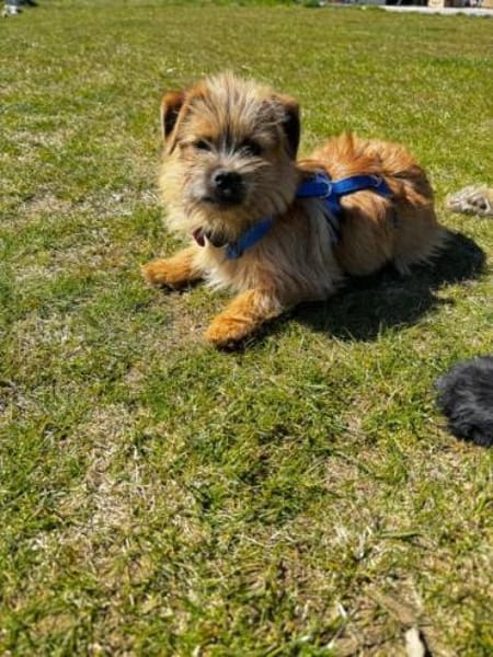 FIENE -rundum tolles Hundekind-