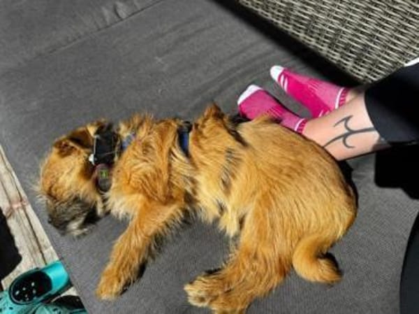 FIENE -rundum tolles Hundekind-