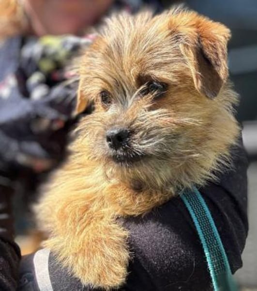 FIENE -rundum tolles Hundekind-
