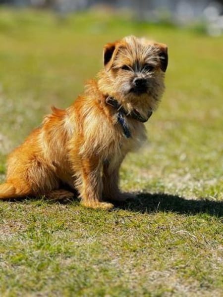 FIENE -rundum tolles Hundekind-