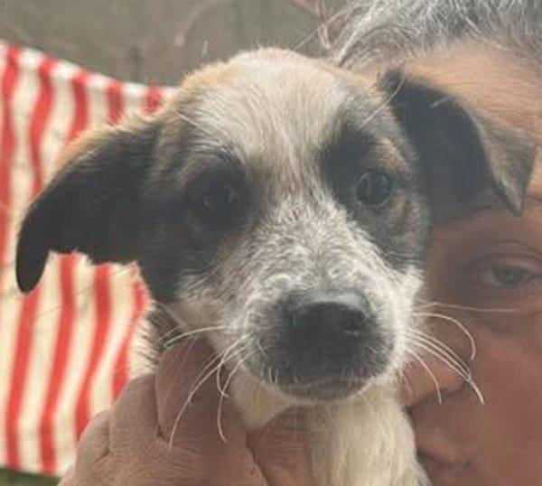 Ani, süße Zuckerschnute sucht Zuhause