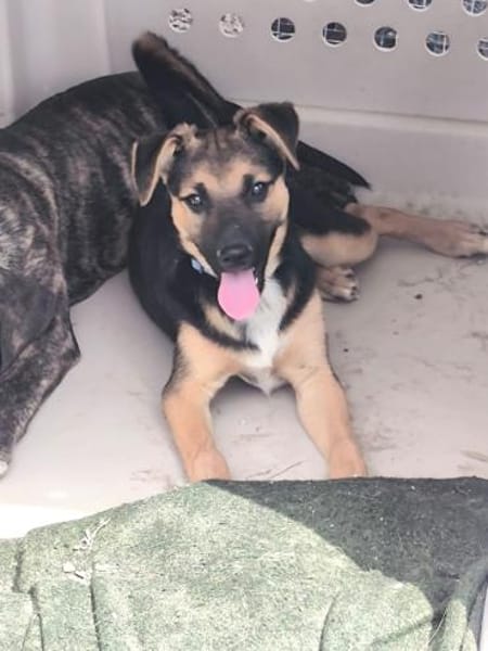 Rudi